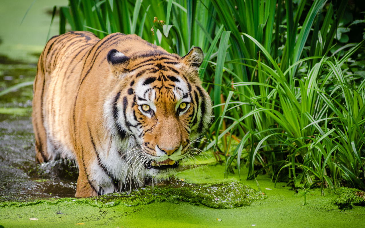Большой полосатый тигр стоит в покрытой тиной воде 