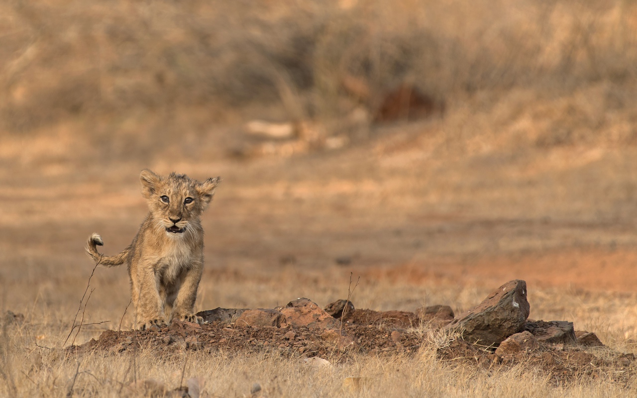 Маленький львенок в сухой саванне 