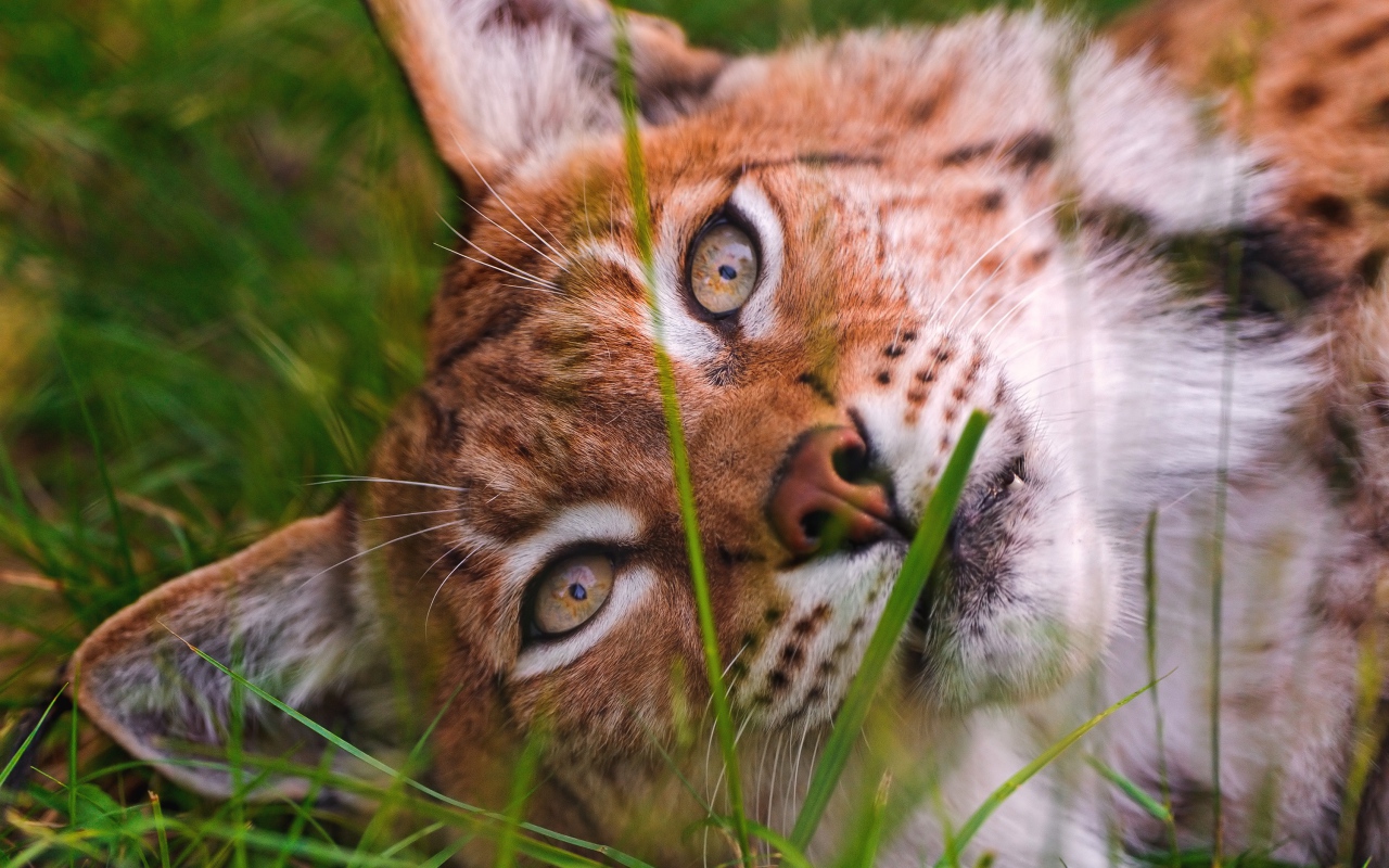 Морда рыси крупным планом на зеленой траве