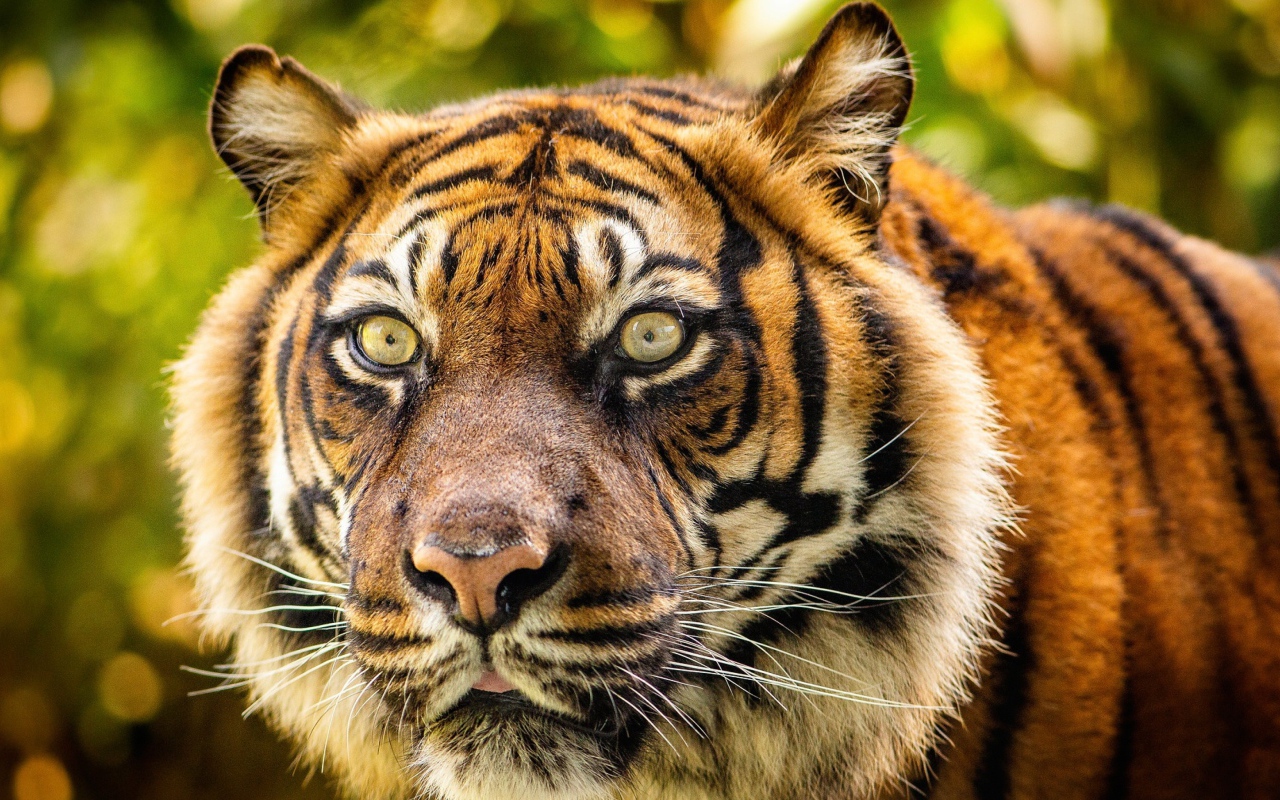 Морда большого полосатого тигра