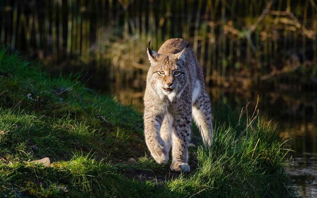 Грозная рысь идет по зеленой траве у воды