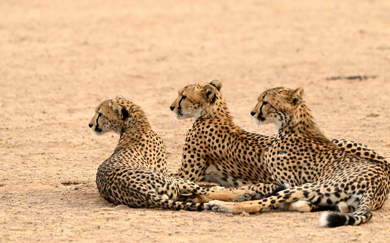 Три гепарда лежат на песке 