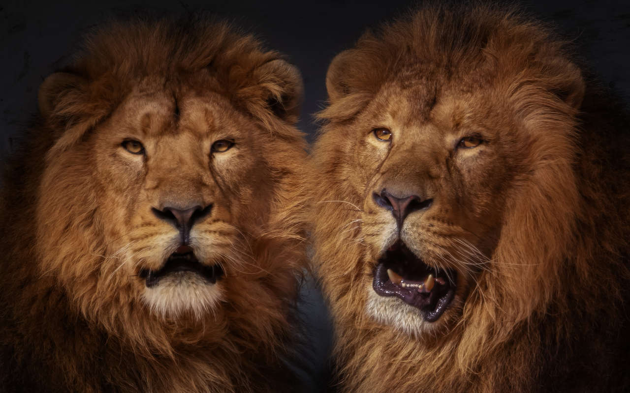 Два больших пушистых льва 