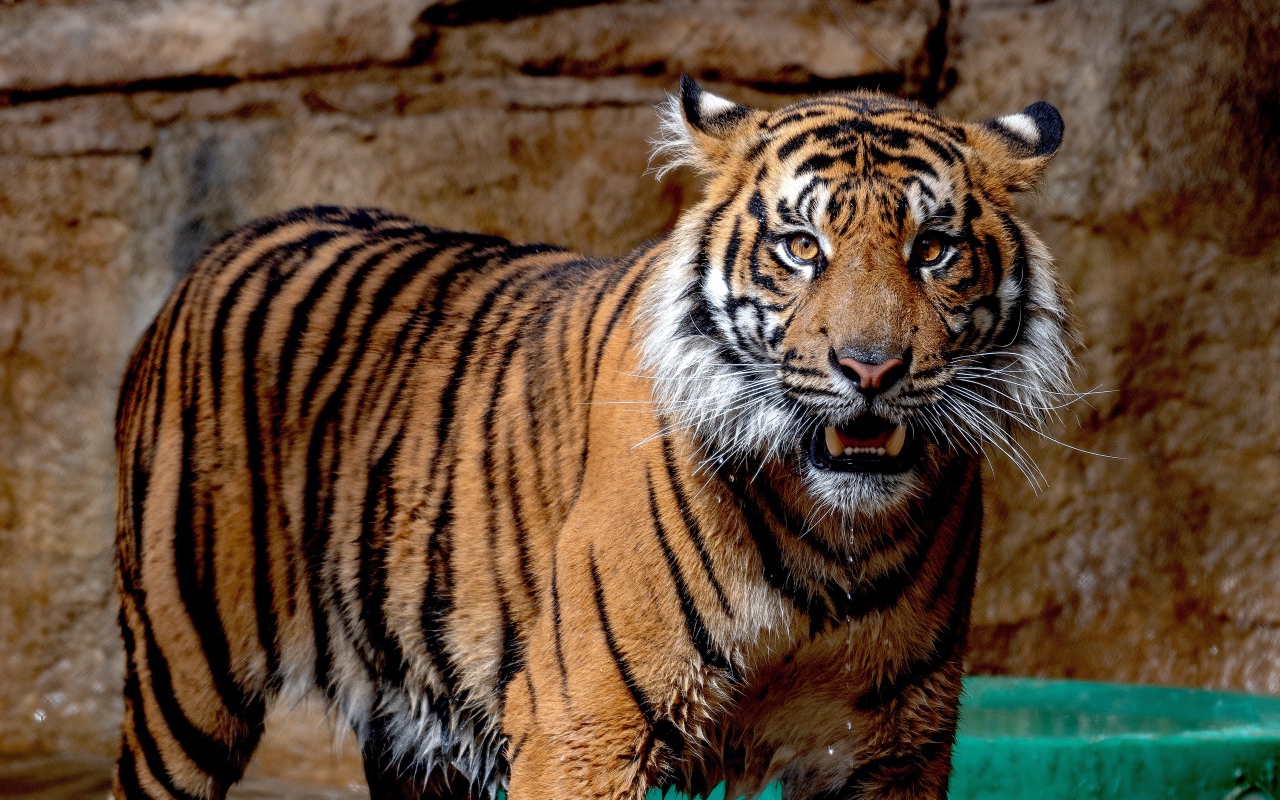 Мокрый Суматранский тигр в зоопарке