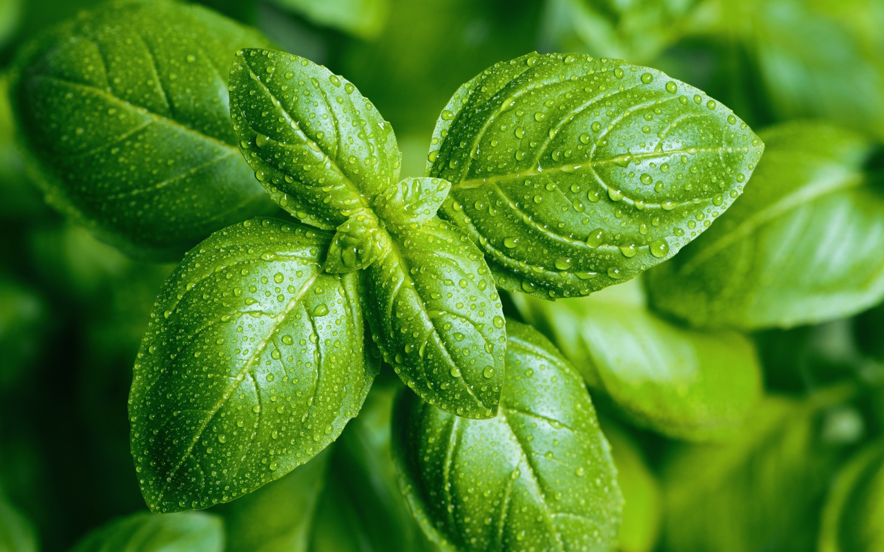 Зеленые листья базилика в каплях воды