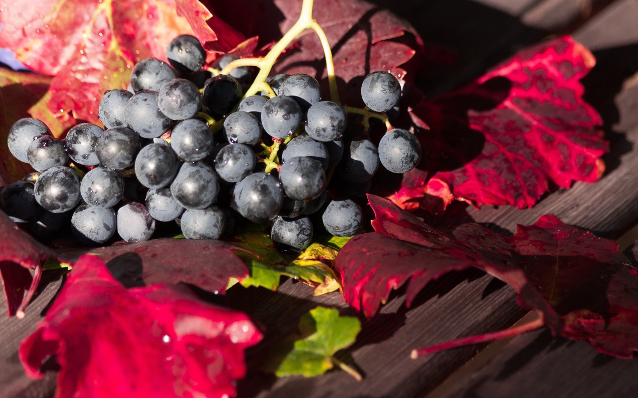 Синий виноград сидит на столе с красными листьями