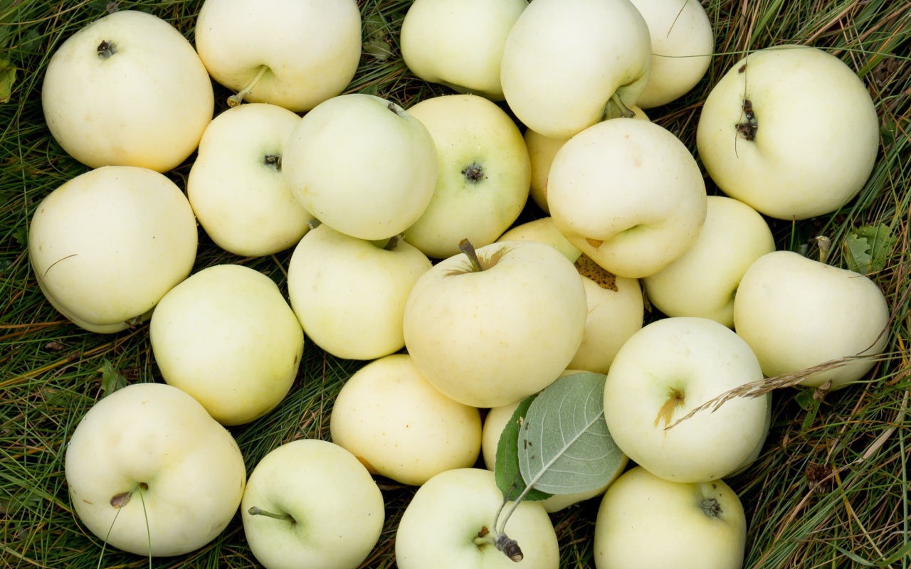 Яблоки белый налив лежат на траве