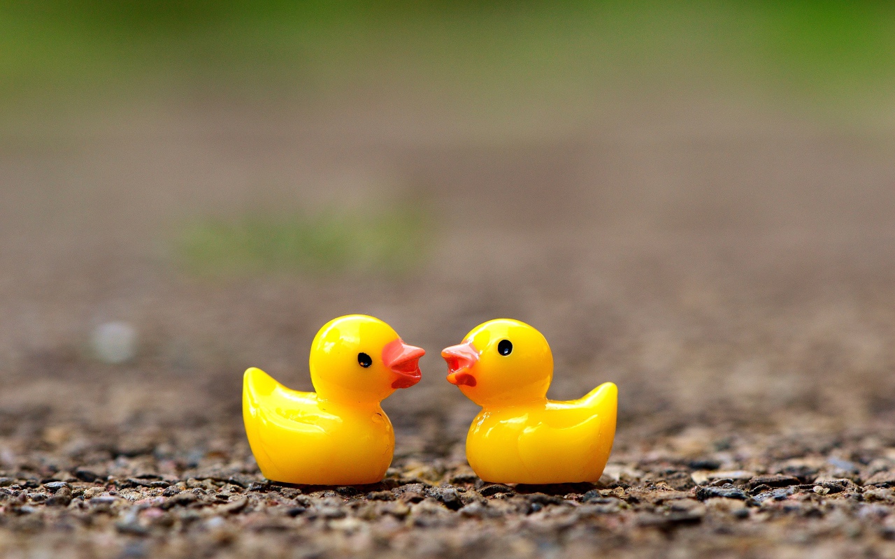 Две игрушечных желтых уточки на асфальте 