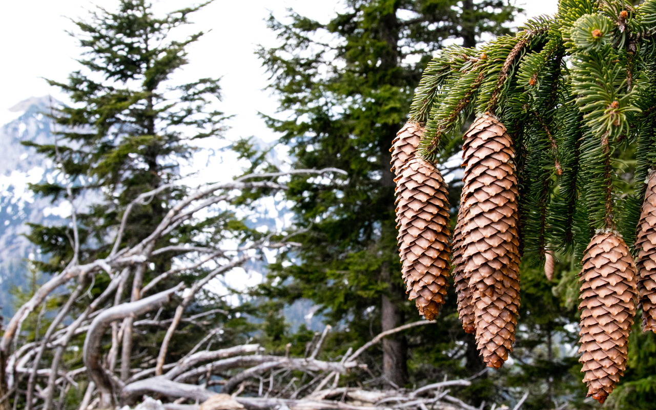 Большие шишки на зеленой ветке ели крупным планом