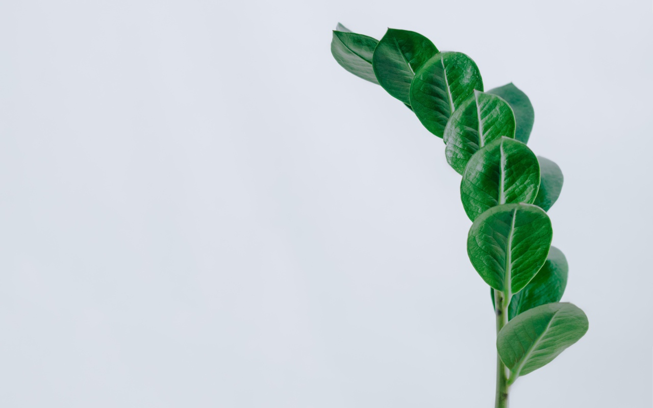 Зеленый лист на сером фоне крупным планом