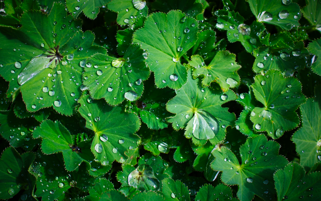 Зеленые листья с каплями воды крупным планом