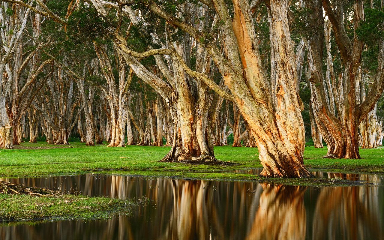 Старые деревья отражаются в воде в лесу