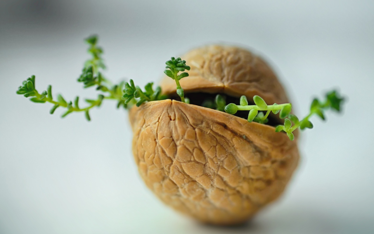 Ростки пробиваются сквозь скорлупу ореха на сером фоне