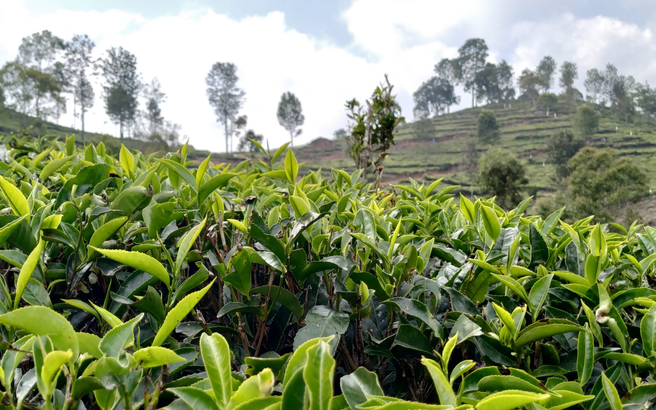 Кусты чая на плантации крупным планом