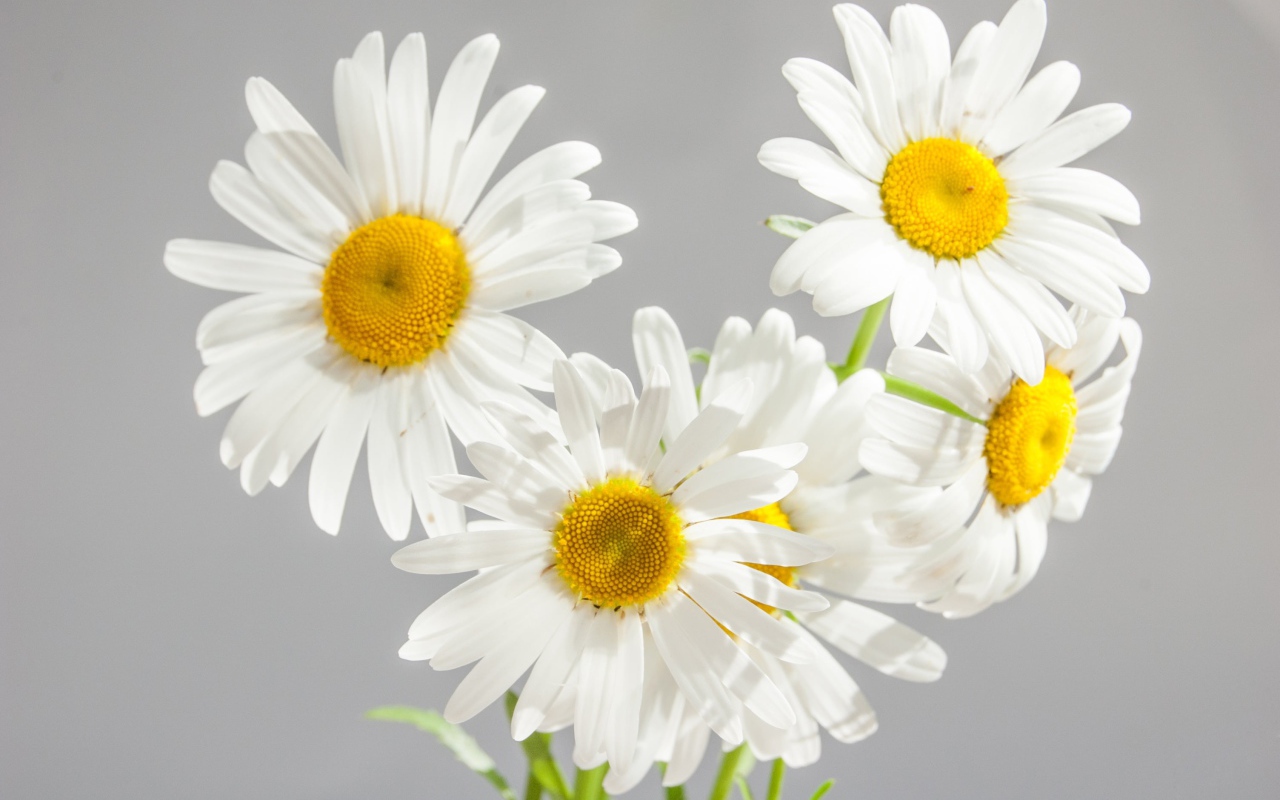 A small bouquet of white daisies on a gray background