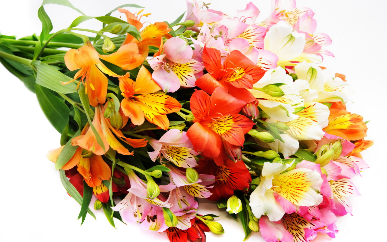 Красивый букет разноцветных цветов альстромерия на белом фоне