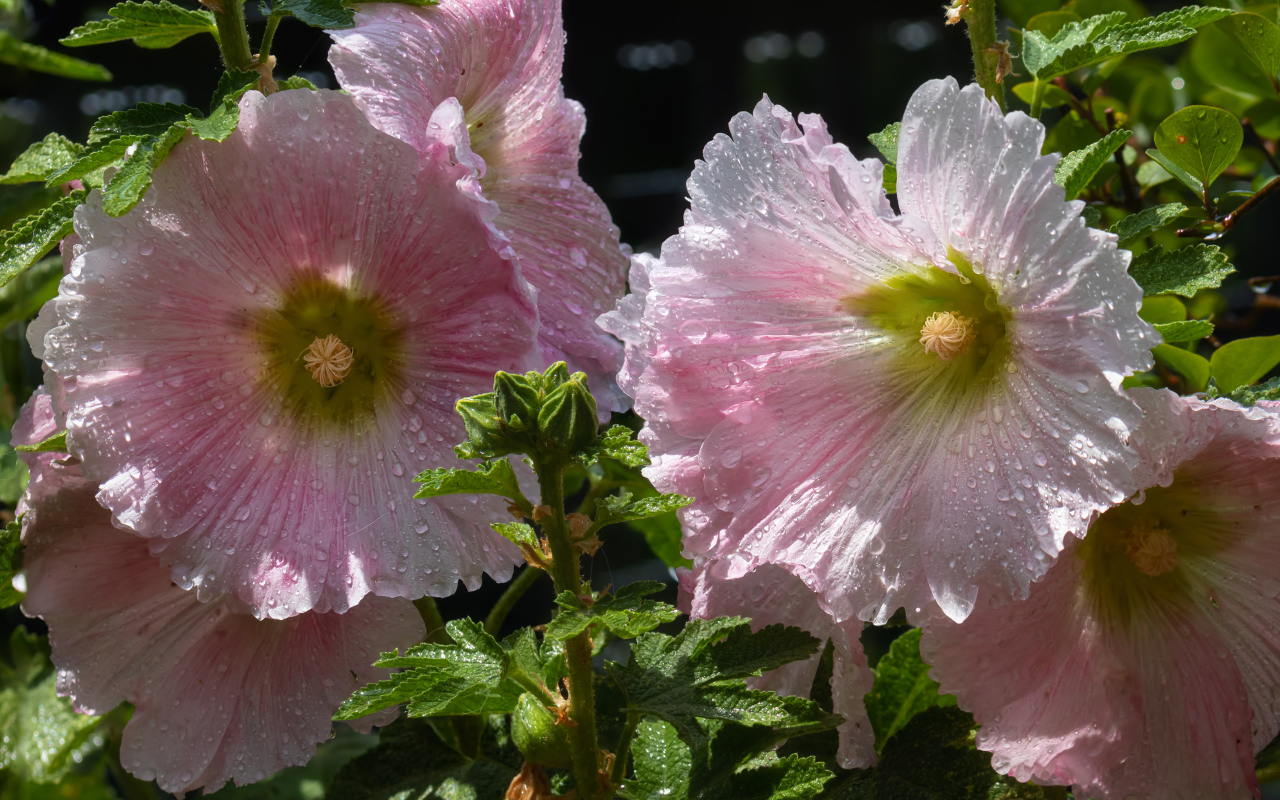 Красивые нежные розовые цветы мальва