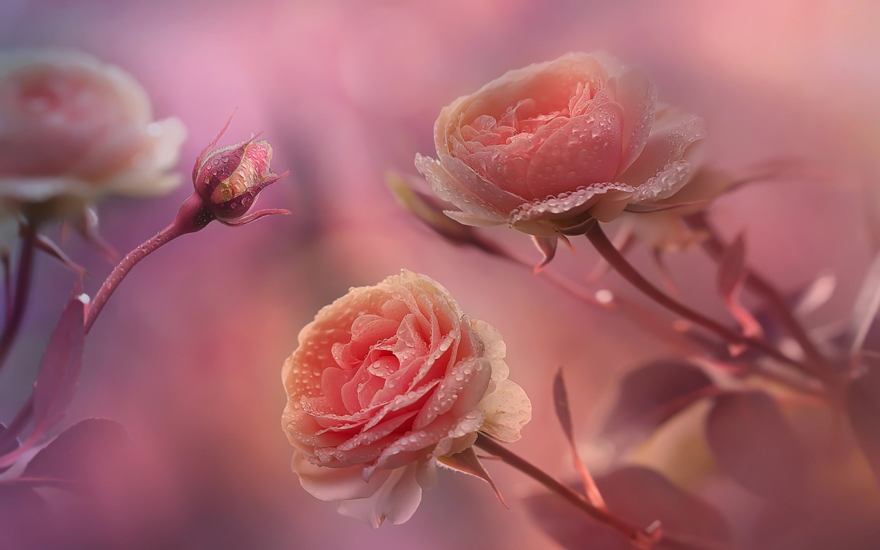 Красивые нежные розы с бутонами в каплях росы