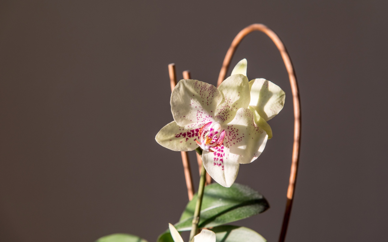 Красивый нежный белый цветок орхидеи на сером фоне