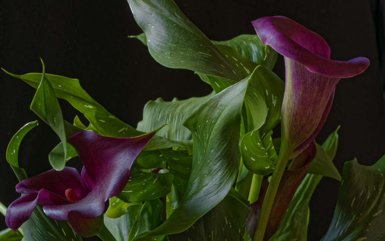 Красивые цветы каллы с зелеными листьями на черном фоне