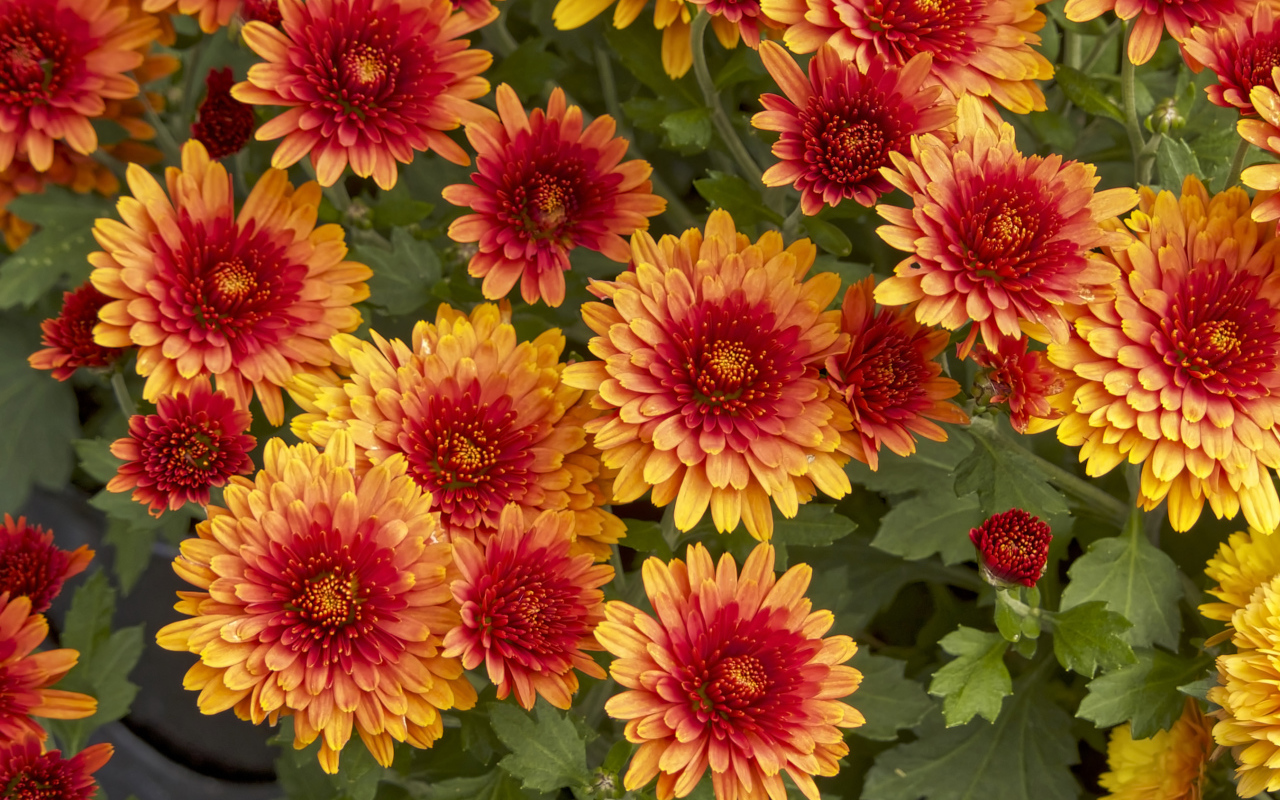 Красивые оранжевые цветы хризантемы крупным планом