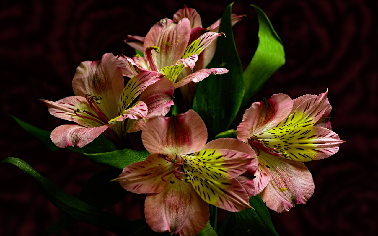 Красивые розовые цветы альстромерия крупным планом