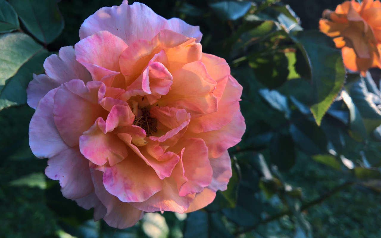 Красивая розовая роза с нежными лепестками крупным планов