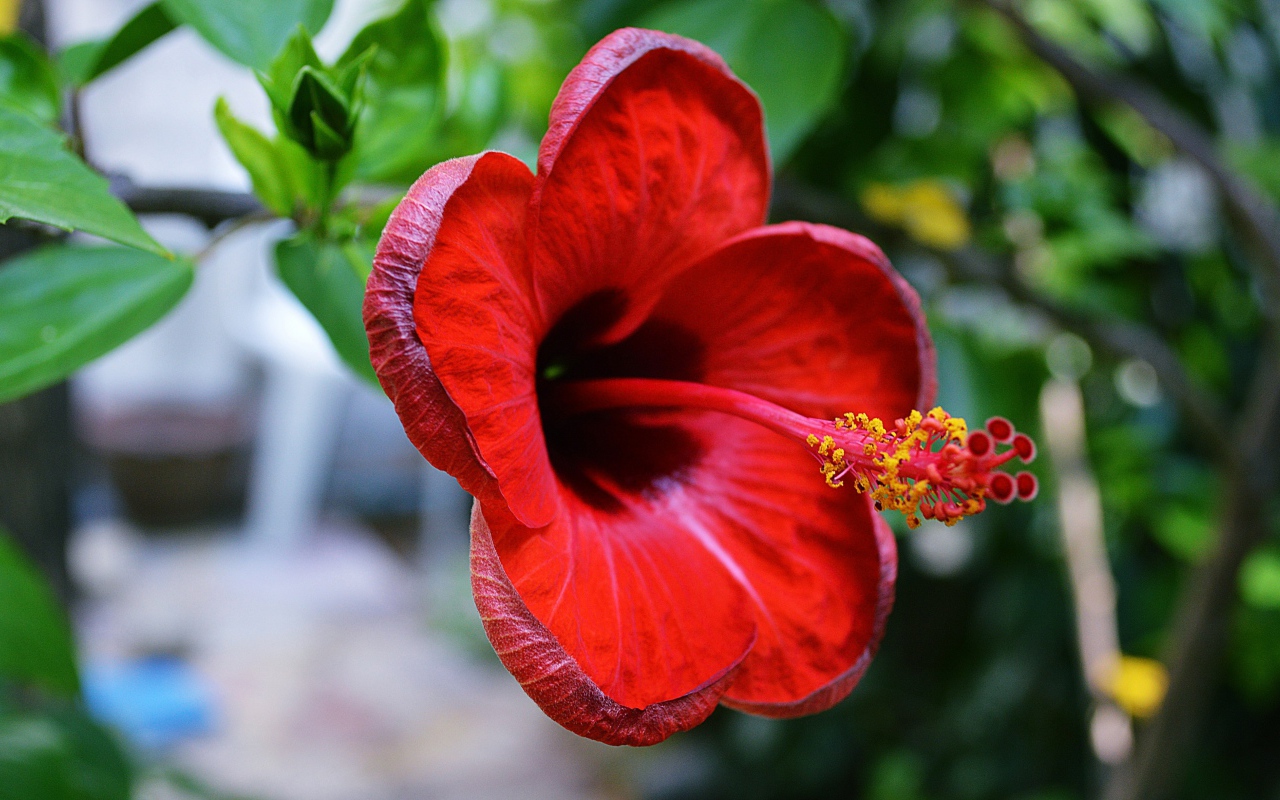 Красивый красный цветок гибискуса крупным планом