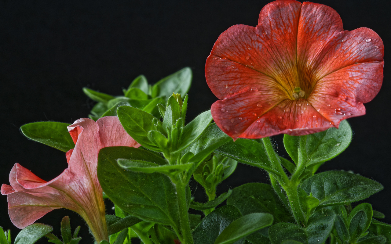 Красивая красная петуния с бутонами на черном фоне