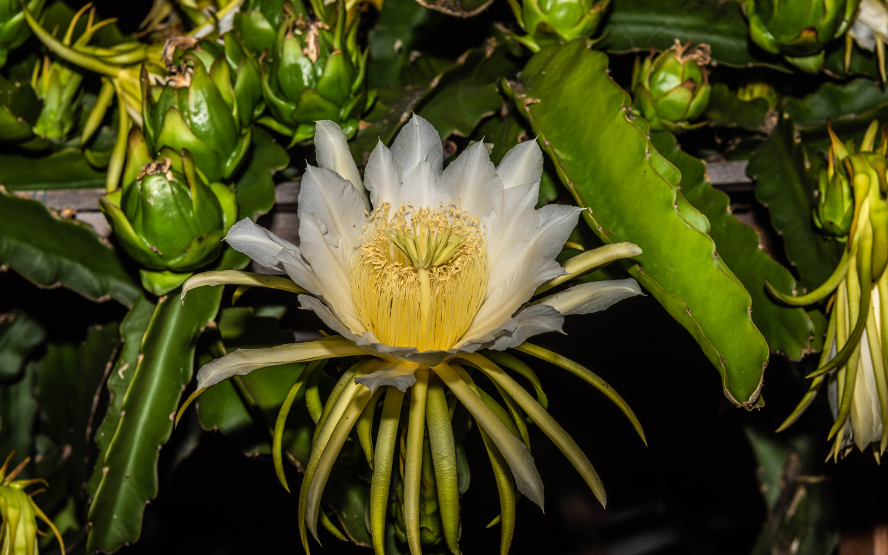 Красивый белый цветок кактуса крупным планом