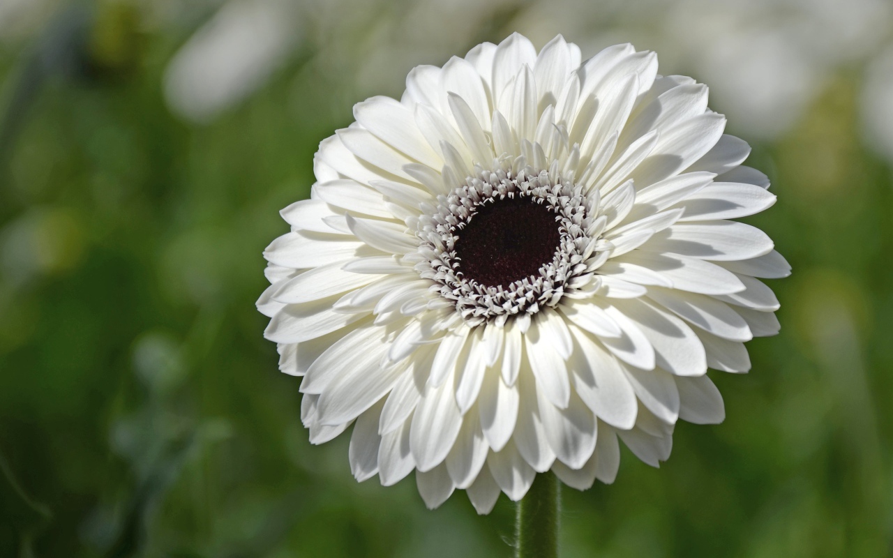 Красивый белый цветок герберы с черной серединой