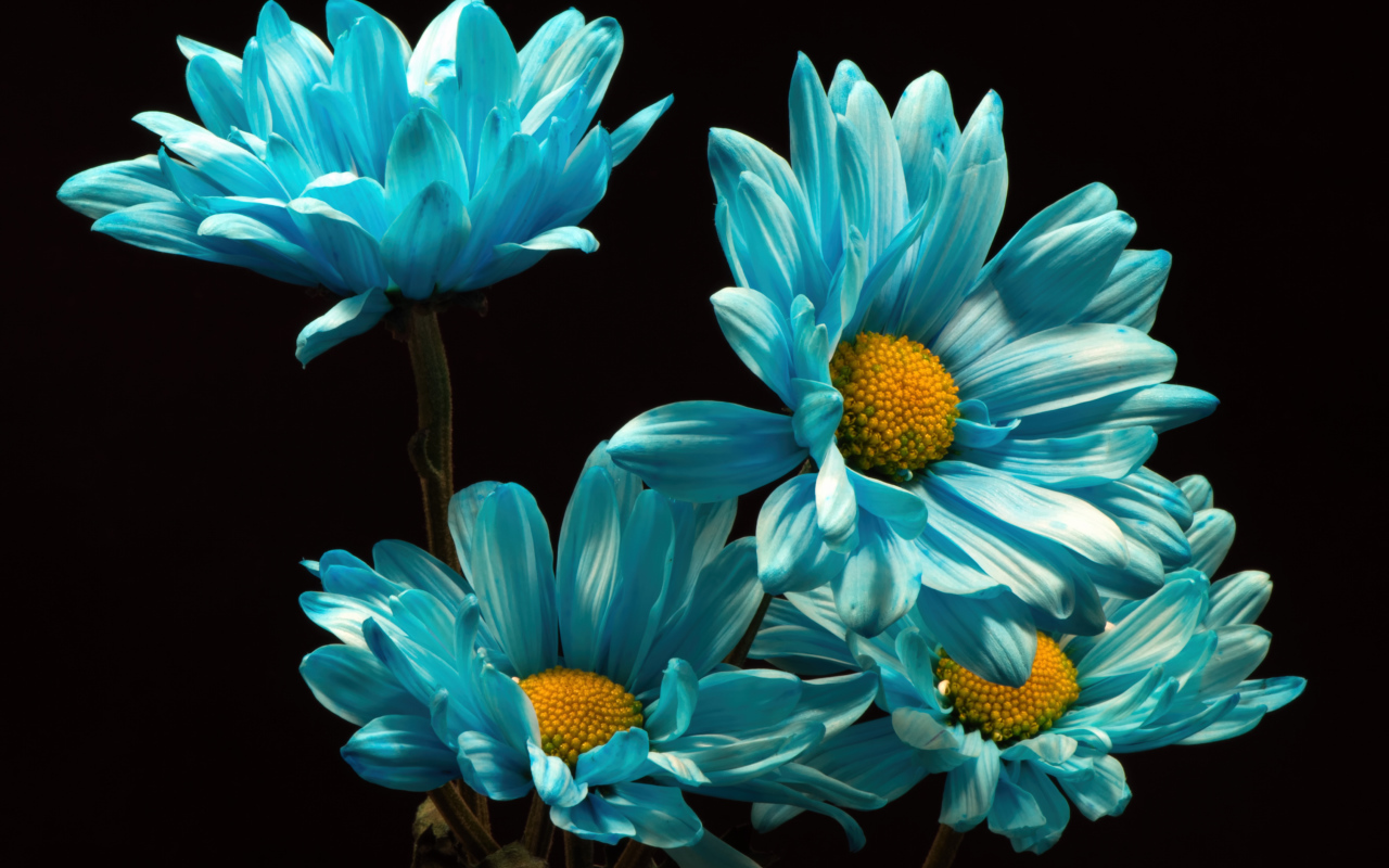Синие хризантемы на черном фоне