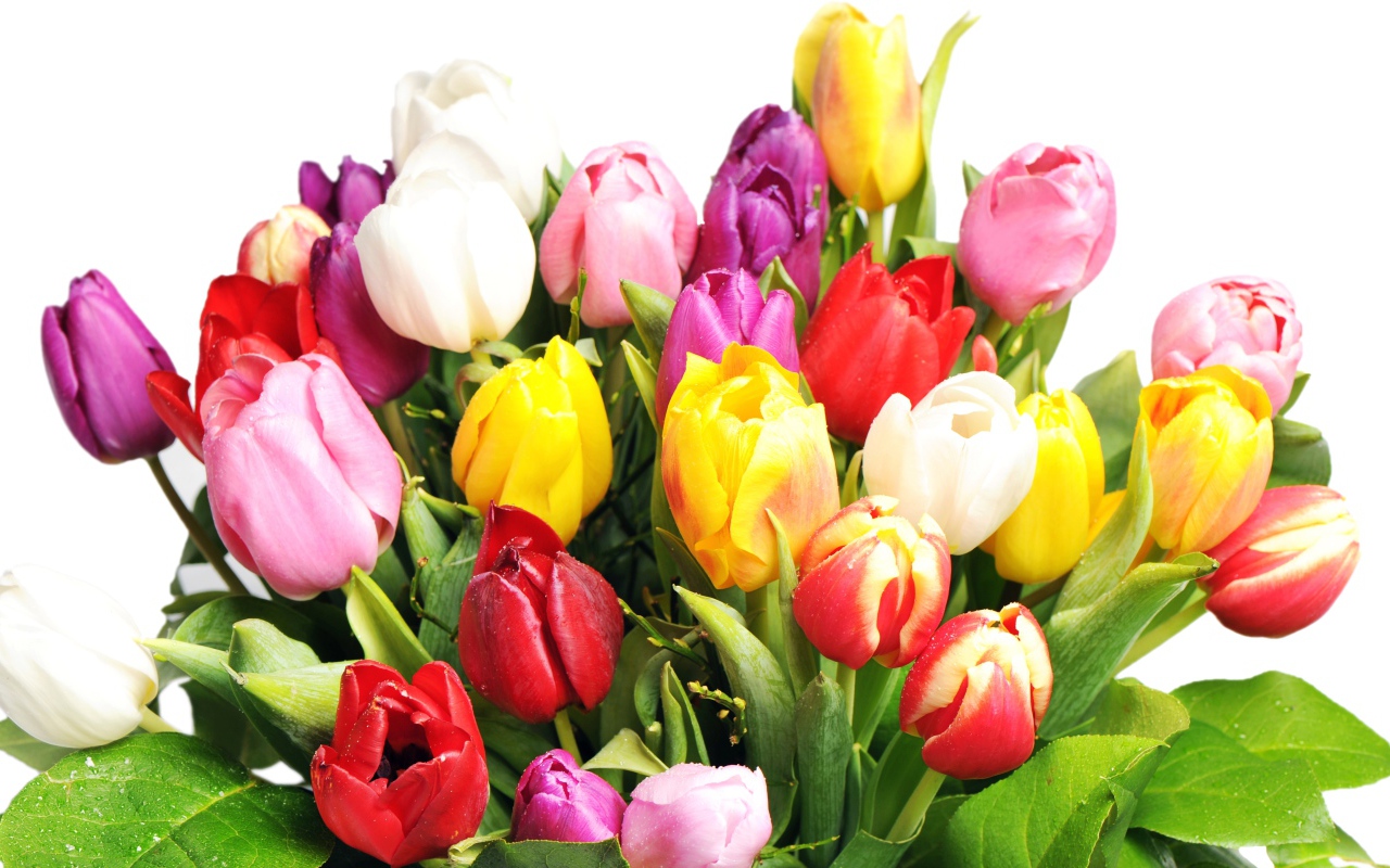 Букет разноцветных тюльпанов на белом фоне