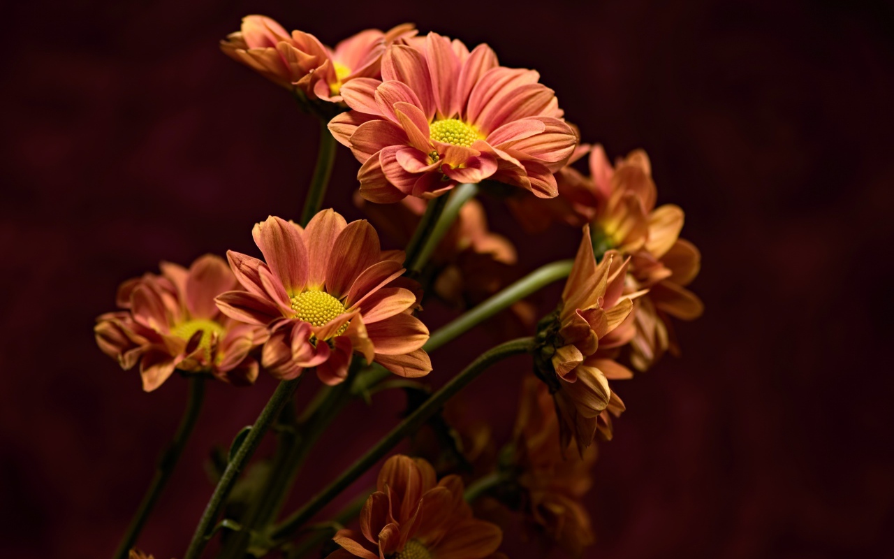 Букет оранжевых хризантем крупным планом