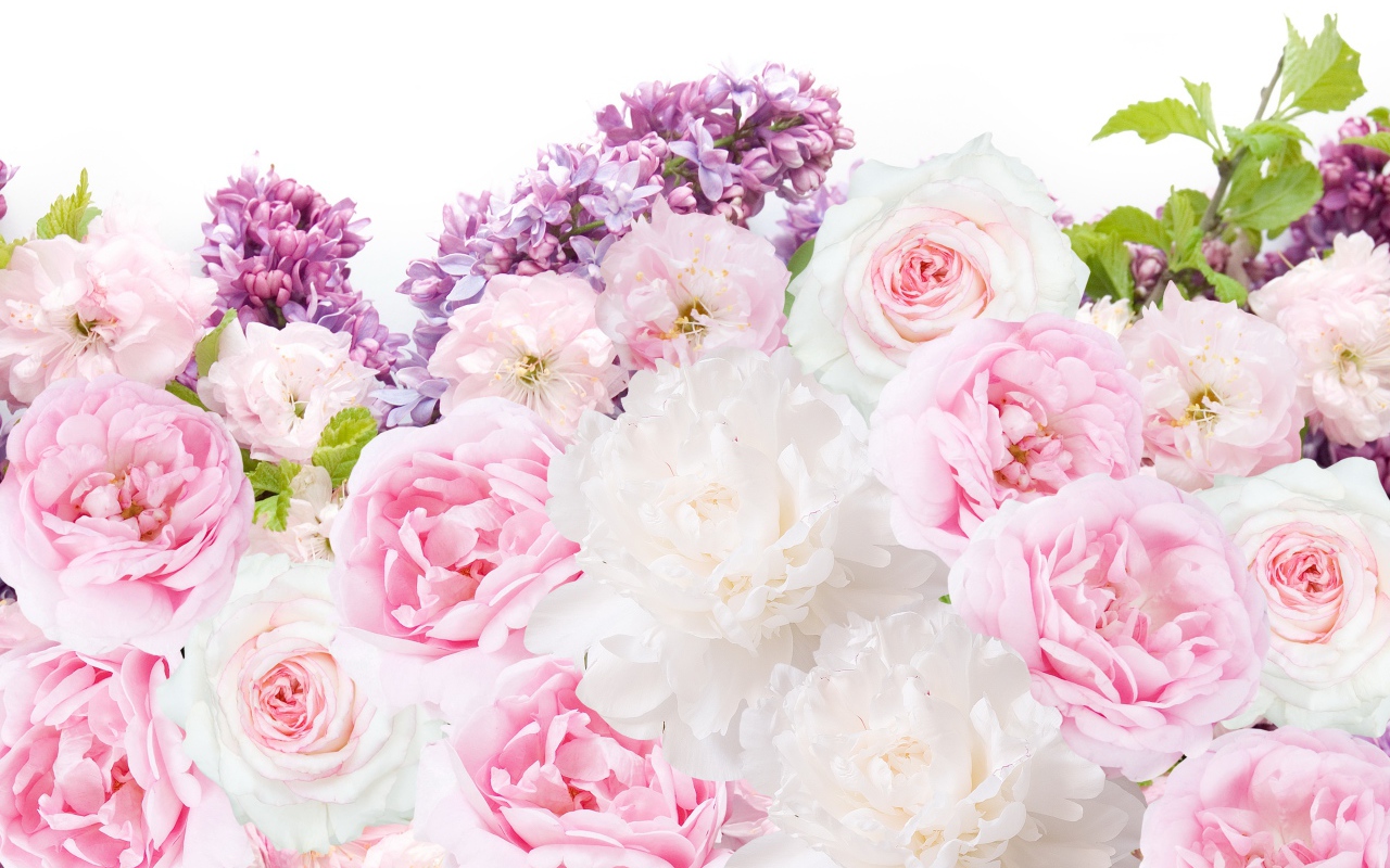 Букет пионов с сиренью на белом фоне