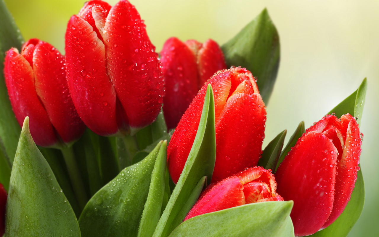Букет красных тюльпанов в каплях росы 
