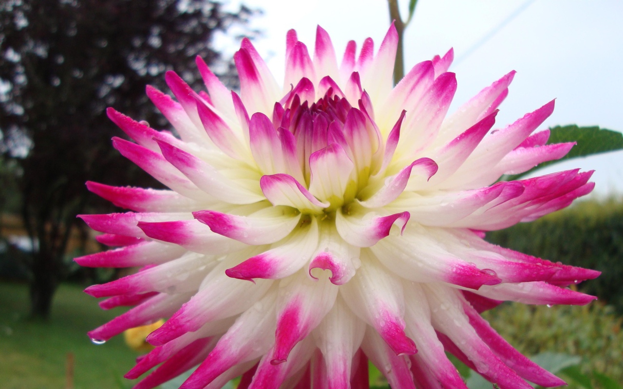 Цветок георгин с розово-белыми лепестками крупным планом