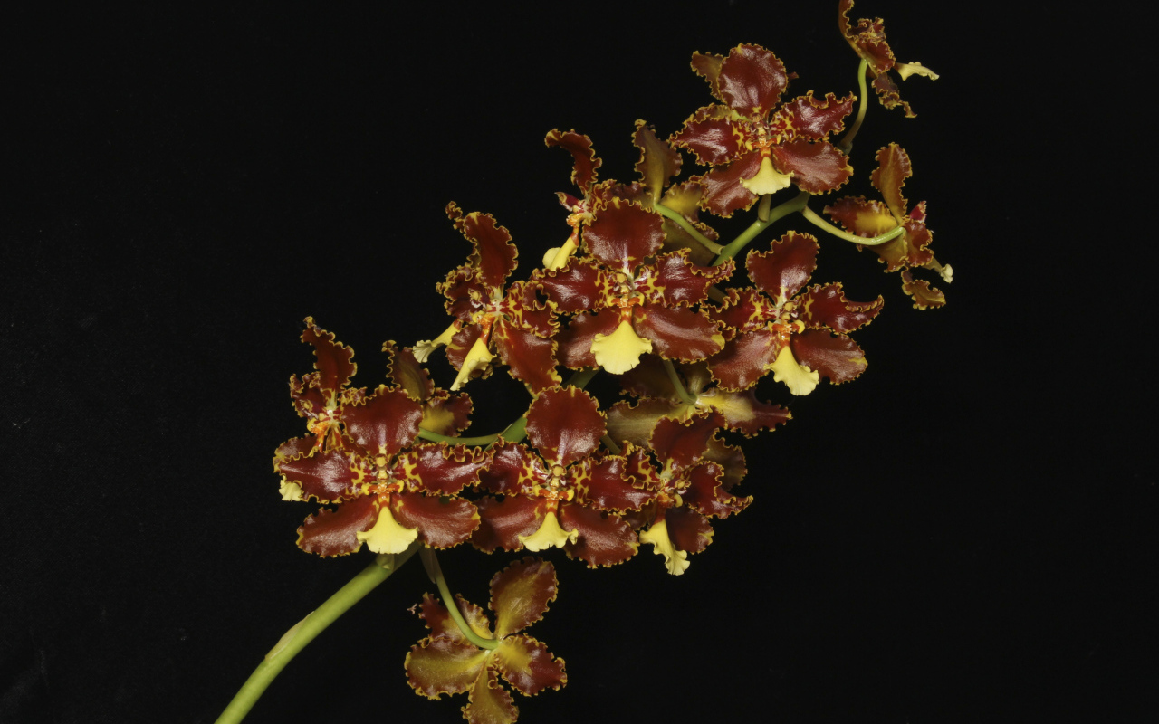 Экзотическая коричневая орхидея на черном фоне