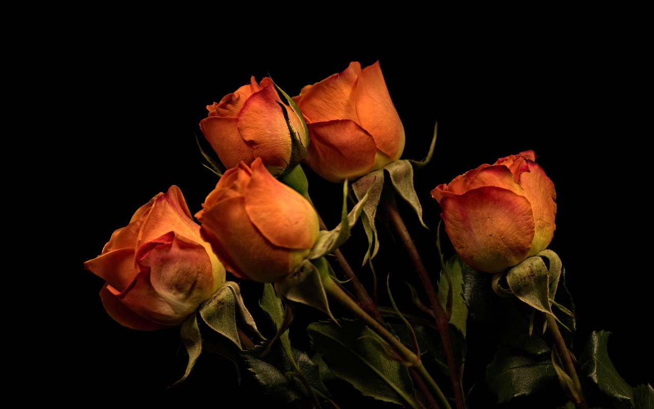 Пять оранжевых роз на черном фоне
