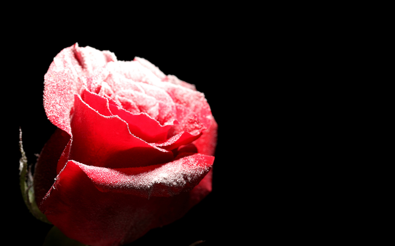 Покрытая инеем красная роза на черном фоне