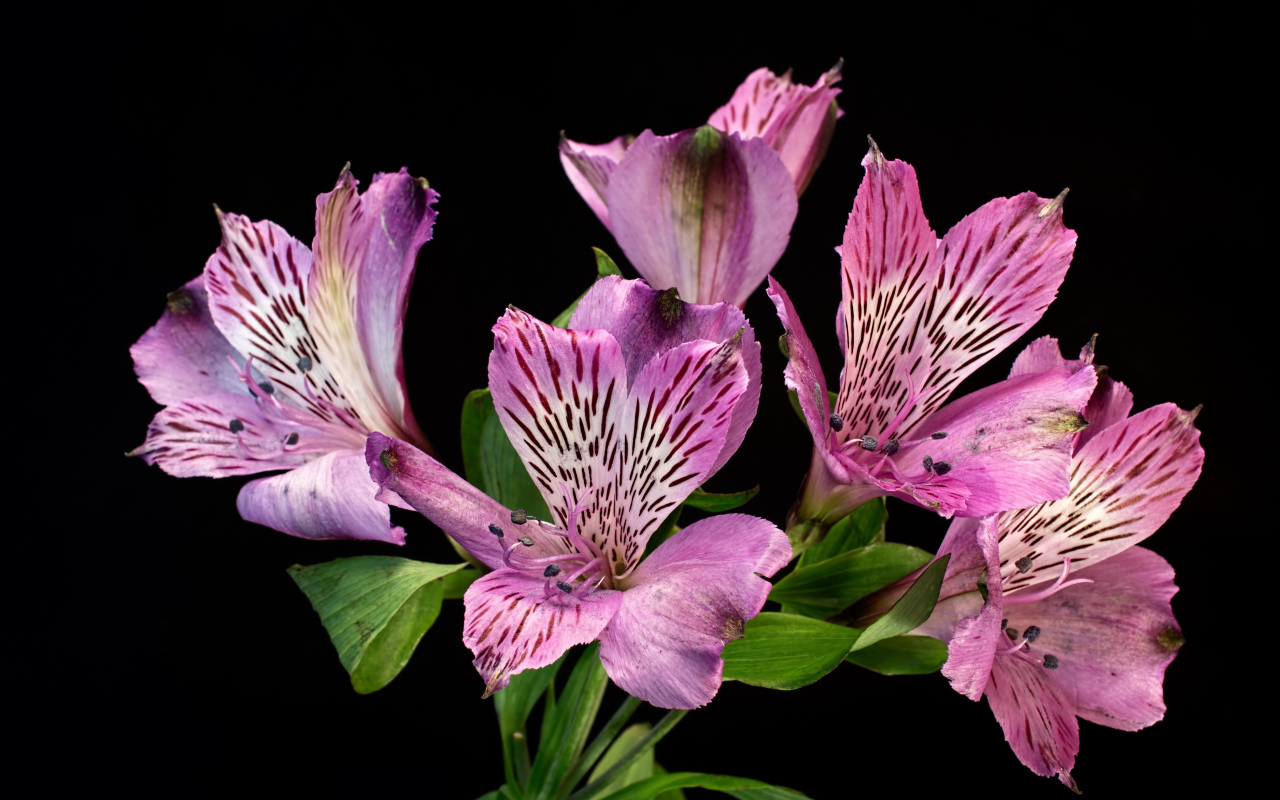 Сиреневые цветы альстромерия на черном фоне