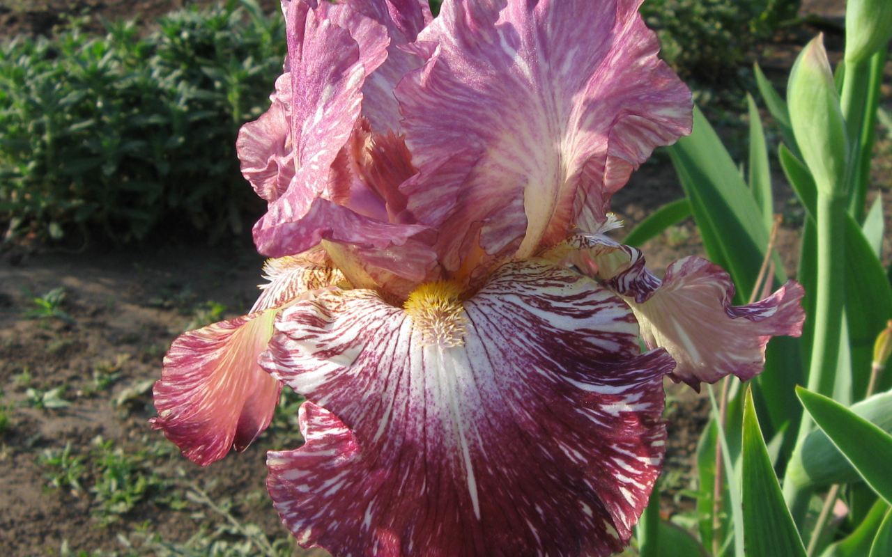 Сиреневый цветок ириса крупным планом