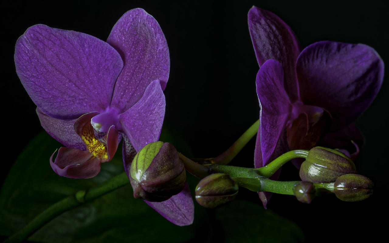 Сиреневые орхидеи с бутонами на черном фоне