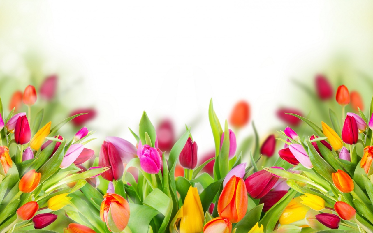 Много красивых разноцветных тюльпаном фон для открытки