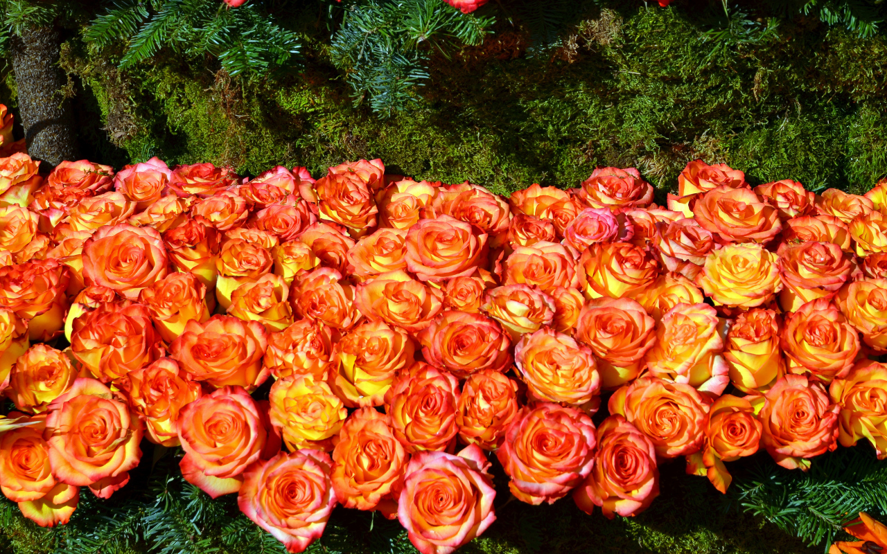 Много красивых оранжевых роз