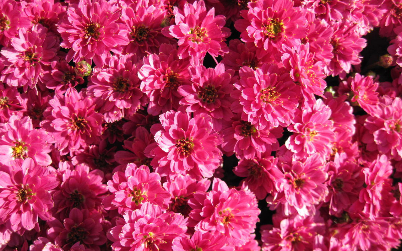 Много красивых нежных розовых хризантем крупным планом