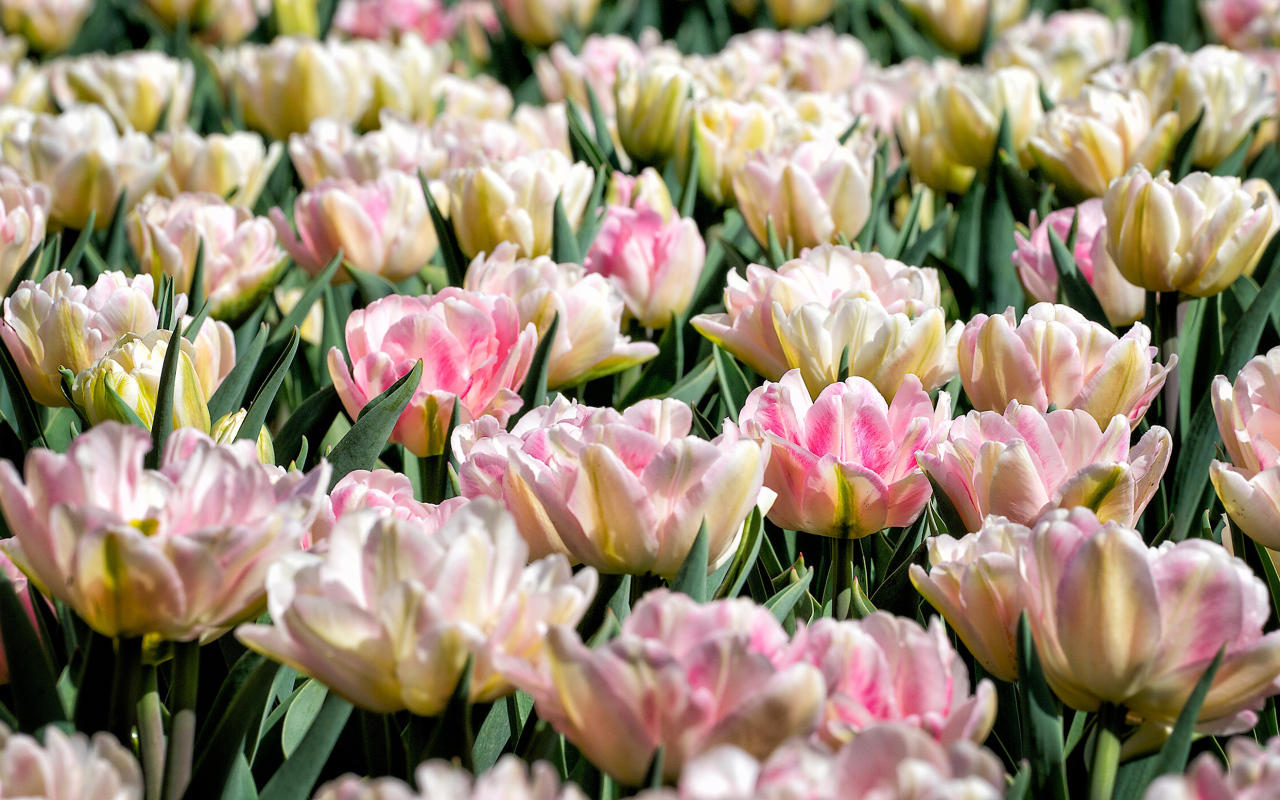 Много нежных розовых тюльпанов на клумбе крупным планом