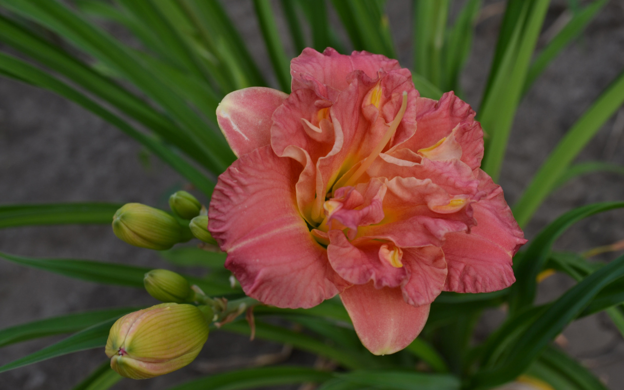 Оранжевая лилия с зелеными листьями и бутонами