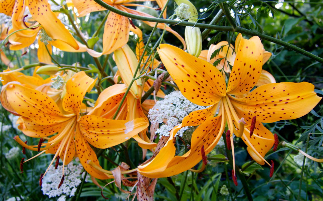 Оранжевые пятнистые тигровые лилии на клумбе