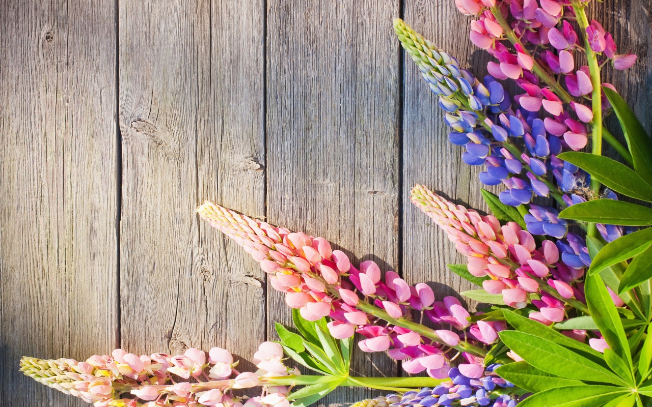 Розовые и синие люпины на деревянном фоне